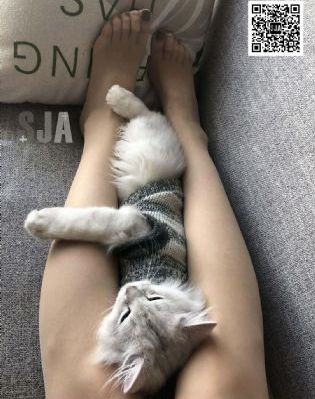 芝麻胡同 电视剧
